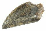 Serrated Raptor Tooth - Real Dinosaur Tooth #370390-1